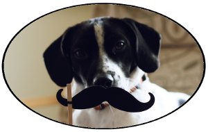 Just a dog with a mustache